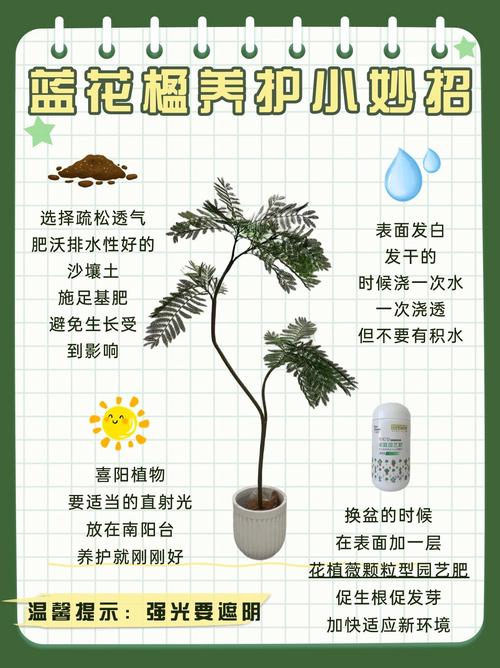 蓝花楹 可以盆栽吗-第1张图片-吾爱花网