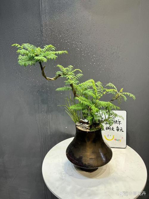 蓝花楹 可以盆栽吗-第2张图片-吾爱花网