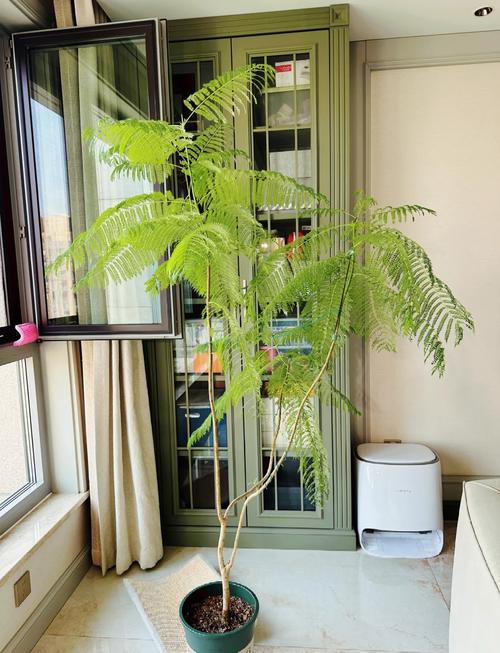 蓝花楹 可以盆栽吗-第3张图片-吾爱花网