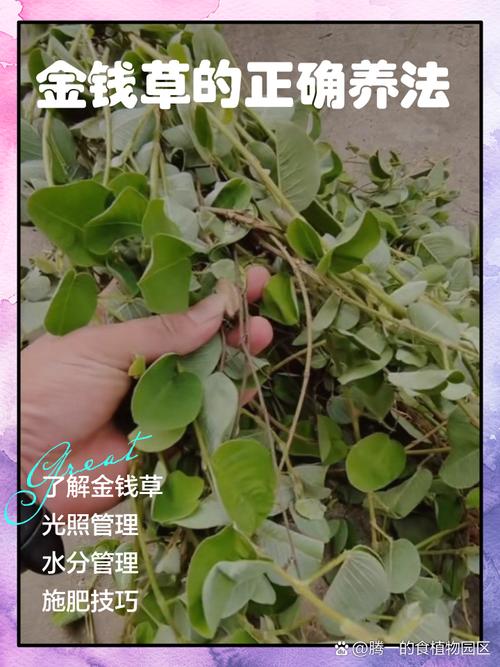 金钱草水培土培哪种方法更优？-第1张图片-吾爱花网