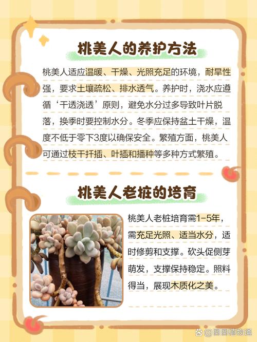 桃美人花语是什么？-第1张图片-吾爱花网