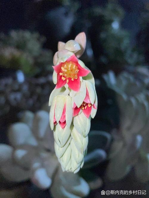 桃美人花语是什么？-第2张图片-吾爱花网