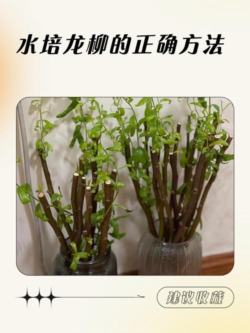 多肉神龙怎么繁殖？-第1张图片-吾爱花网