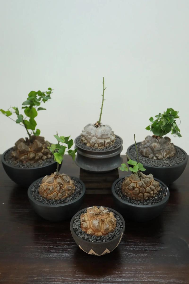 多肉神龙怎么繁殖？-第2张图片-吾爱花网