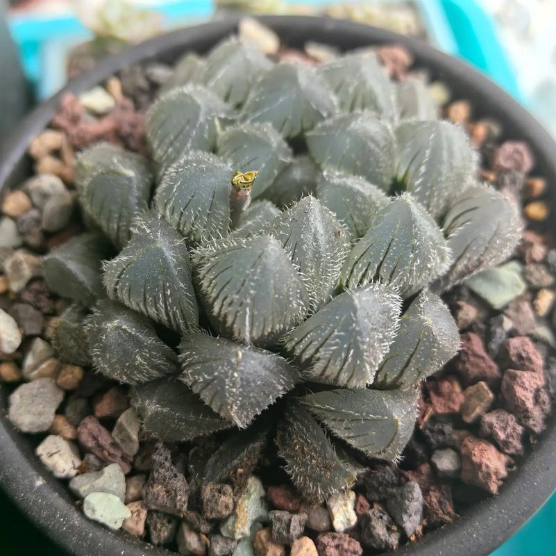 玉露发货如何包装才安全？-第2张图片-吾爱花网