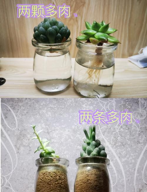 水培多肉多久浇一次水？-第3张图片-吾爱花网