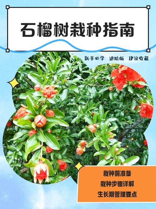 盆栽石榴移栽最佳时间是什么时候？-第1张图片-吾爱花网