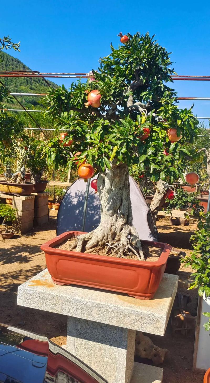 盆栽石榴移栽最佳时间是什么时候？-第2张图片-吾爱花网