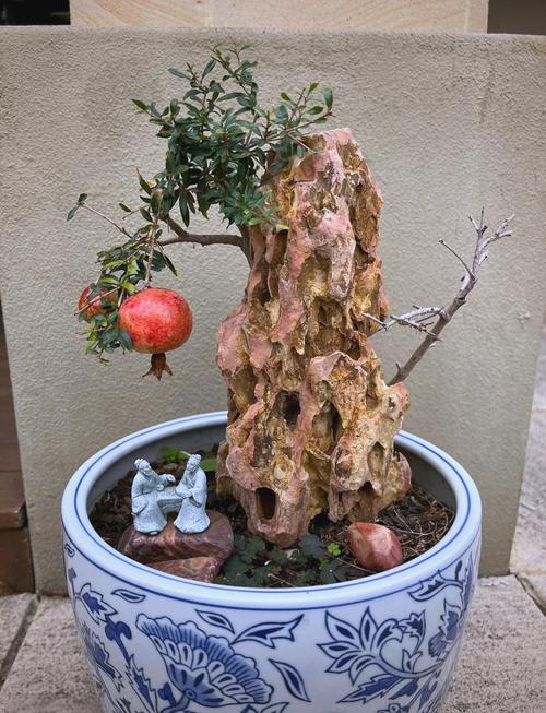 盆栽石榴移栽最佳时间是什么时候？-第3张图片-吾爱花网