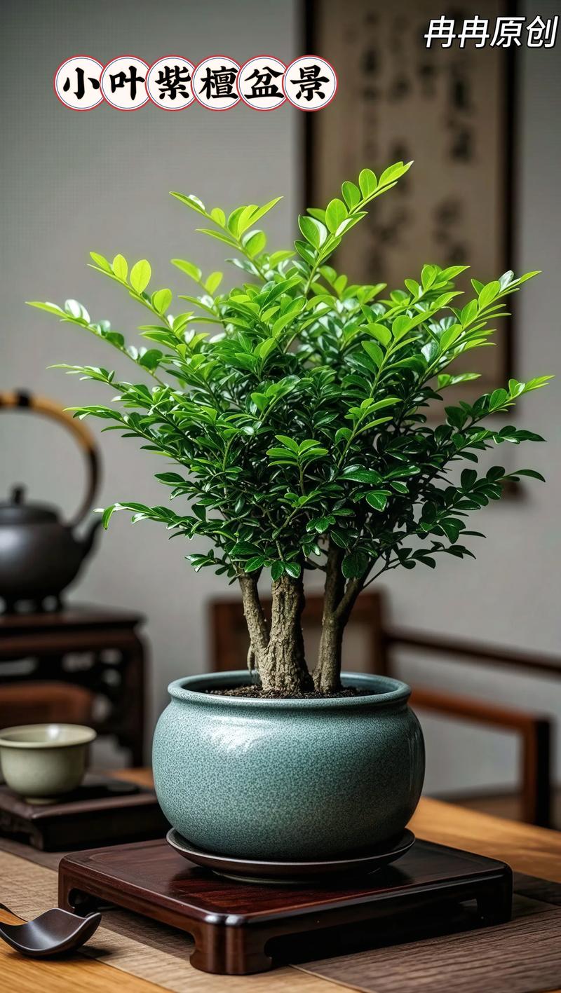 盆栽小叶紫檀开花是什么颜色？-第1张图片-吾爱花网