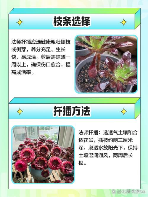 法师多肉枝条扦插怎么操作？-第1张图片-吾爱花网