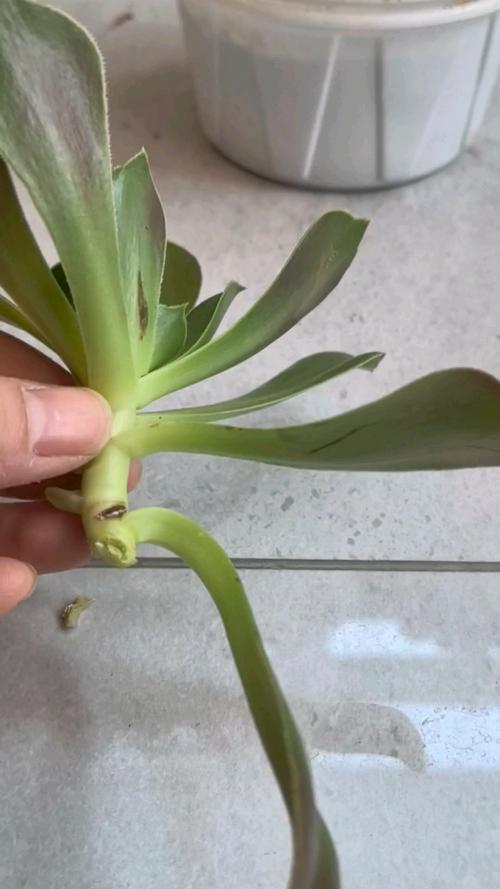 法师多肉枝条扦插怎么操作？-第3张图片-吾爱花网