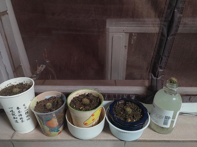 仙人球水培发黄咋办？-第1张图片-吾爱花网