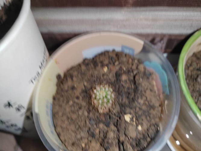 仙人球水培发黄咋办？-第2张图片-吾爱花网