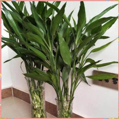 水培富贵竹如何长出新枝条？-第1张图片-吾爱花网