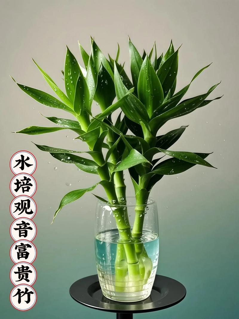 水培富贵竹如何长出新枝条？-第3张图片-吾爱花网