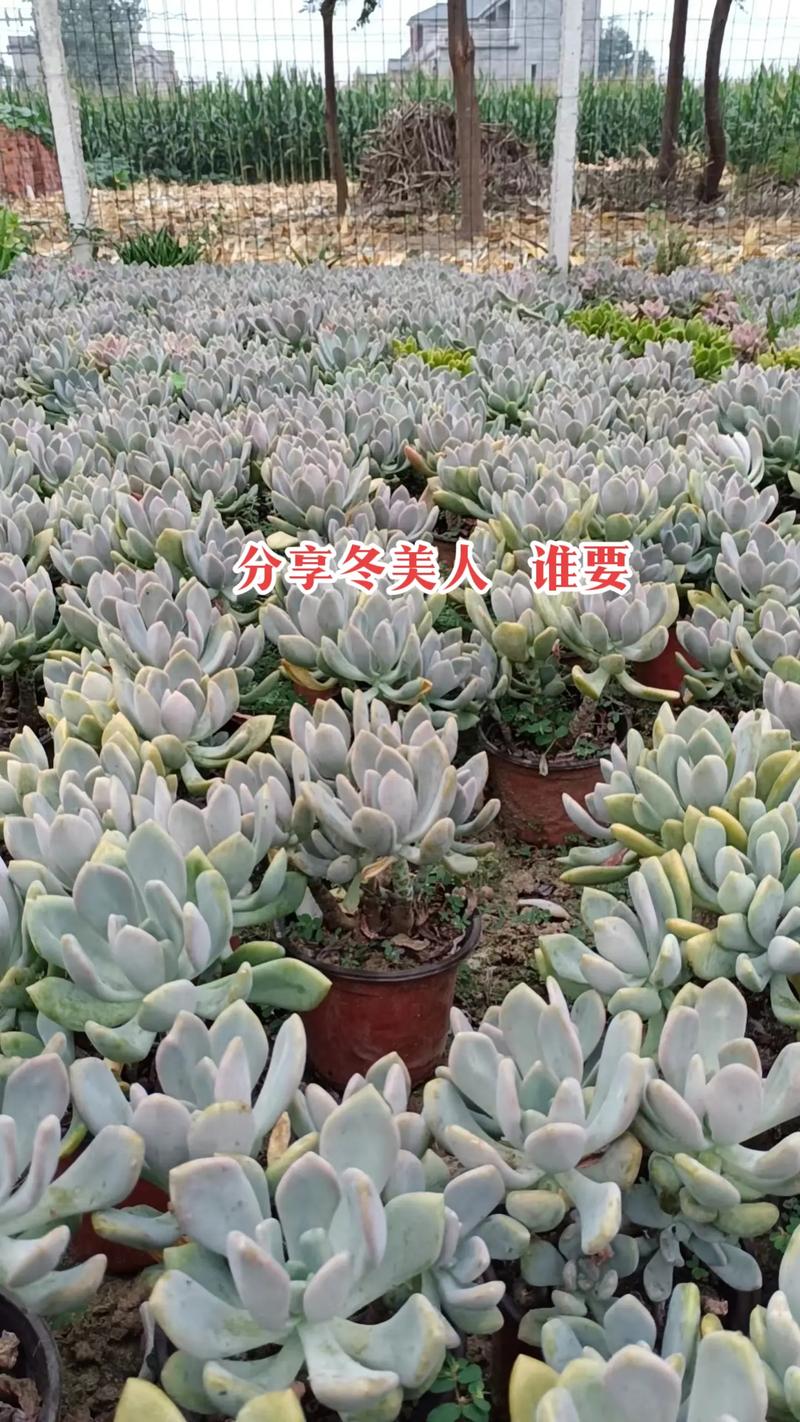 多肉植物过冬方式有哪些？-第1张图片-吾爱花网