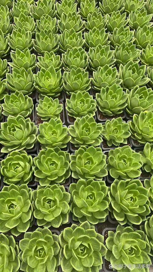 细沙能种好多肉植物吗？-第2张图片-吾爱花网