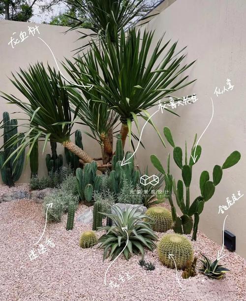 细沙能种好多肉植物吗？-第3张图片-吾爱花网