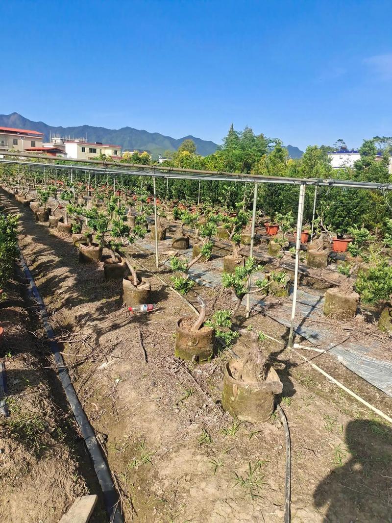 广安绿化盆栽苗木基地在哪里？-第1张图片-吾爱花网