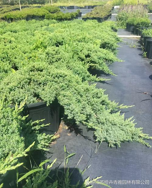 广安绿化盆栽苗木基地在哪里？-第2张图片-吾爱花网