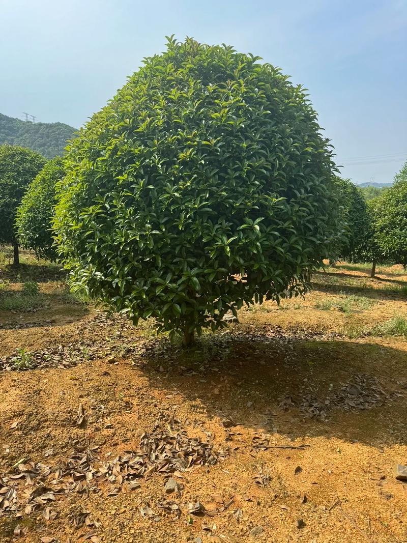 广安绿化盆栽苗木基地在哪里？-第3张图片-吾爱花网