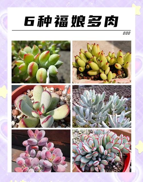 普通多肉名字图片大全有哪些常见品种？-第1张图片-吾爱花网