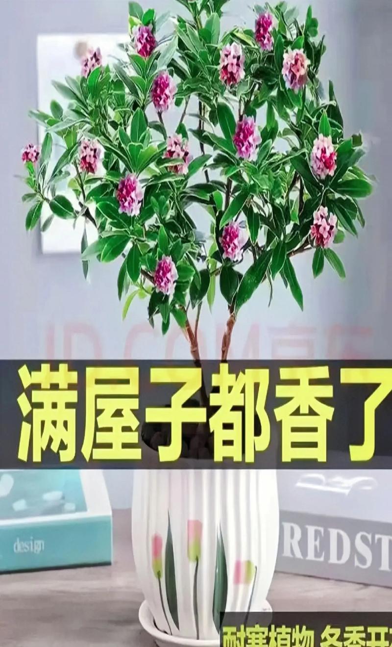 金边瑞香用啥盆栽合适-第1张图片-吾爱花网