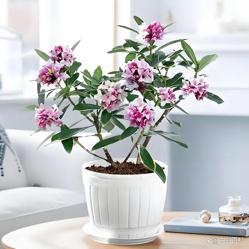 金边瑞香用啥盆栽合适-第3张图片-吾爱花网