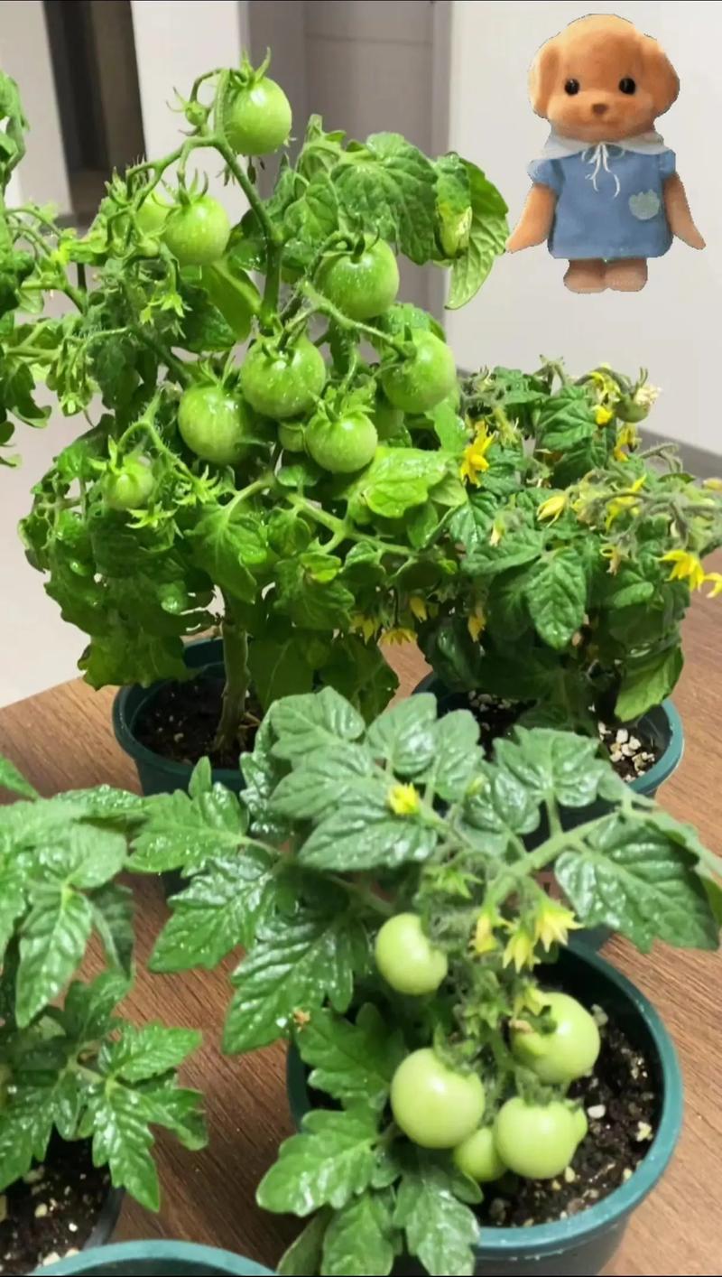 盆栽有机蔬菜前景如何？-第2张图片-吾爱花网