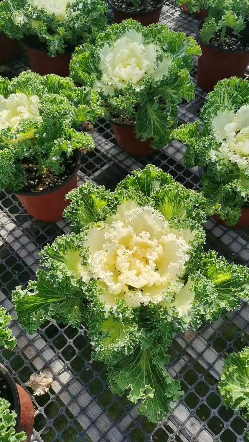 盆栽有机蔬菜前景如何？-第3张图片-吾爱花网