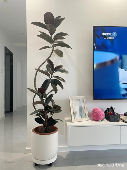 客厅多肉怎么选？哪些品种最适合？-第1张图片-吾爱花网