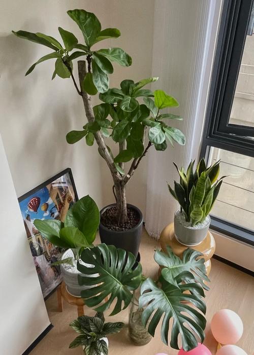 客厅多肉怎么选？哪些品种最适合？-第2张图片-吾爱花网