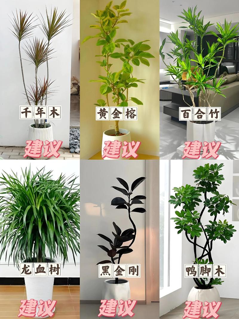 客厅多肉怎么选？哪些品种最适合？-第3张图片-吾爱花网