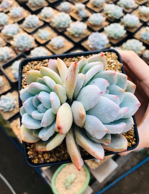 多肉夏天室内怎么安全度夏？-第2张图片-吾爱花网