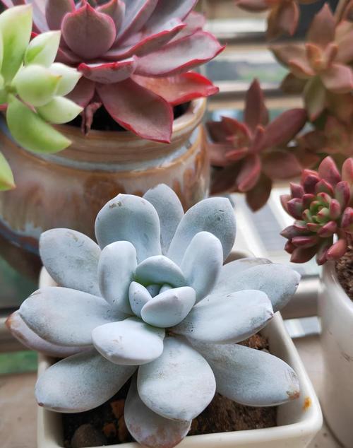 多肉夏天室内怎么安全度夏？-第3张图片-吾爱花网