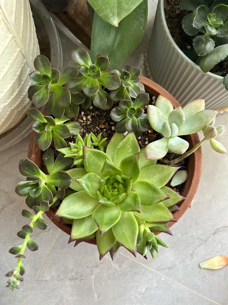 秋季多肉怎么养才饱满？-第3张图片-吾爱花网