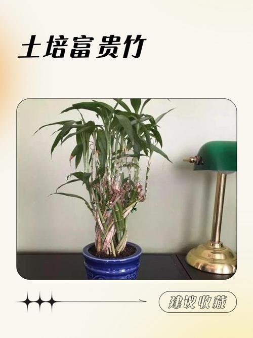 水培富贵竹如何转为土培？-第2张图片-吾爱花网