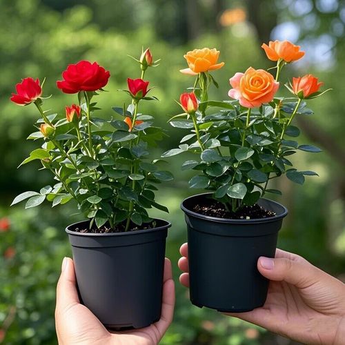 微型月季适合室内盆栽吗？-第2张图片-吾爱花网