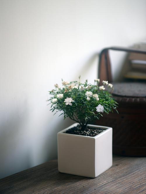 微型月季适合室内盆栽吗？-第3张图片-吾爱花网