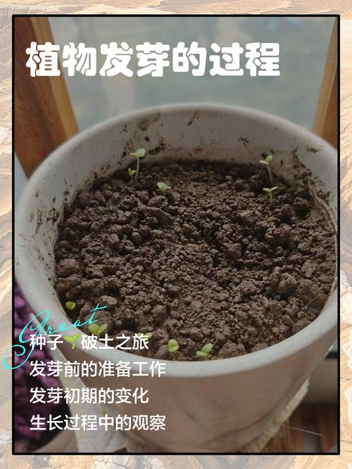 多肉发芽叶子怎么移植？-第3张图片-吾爱花网