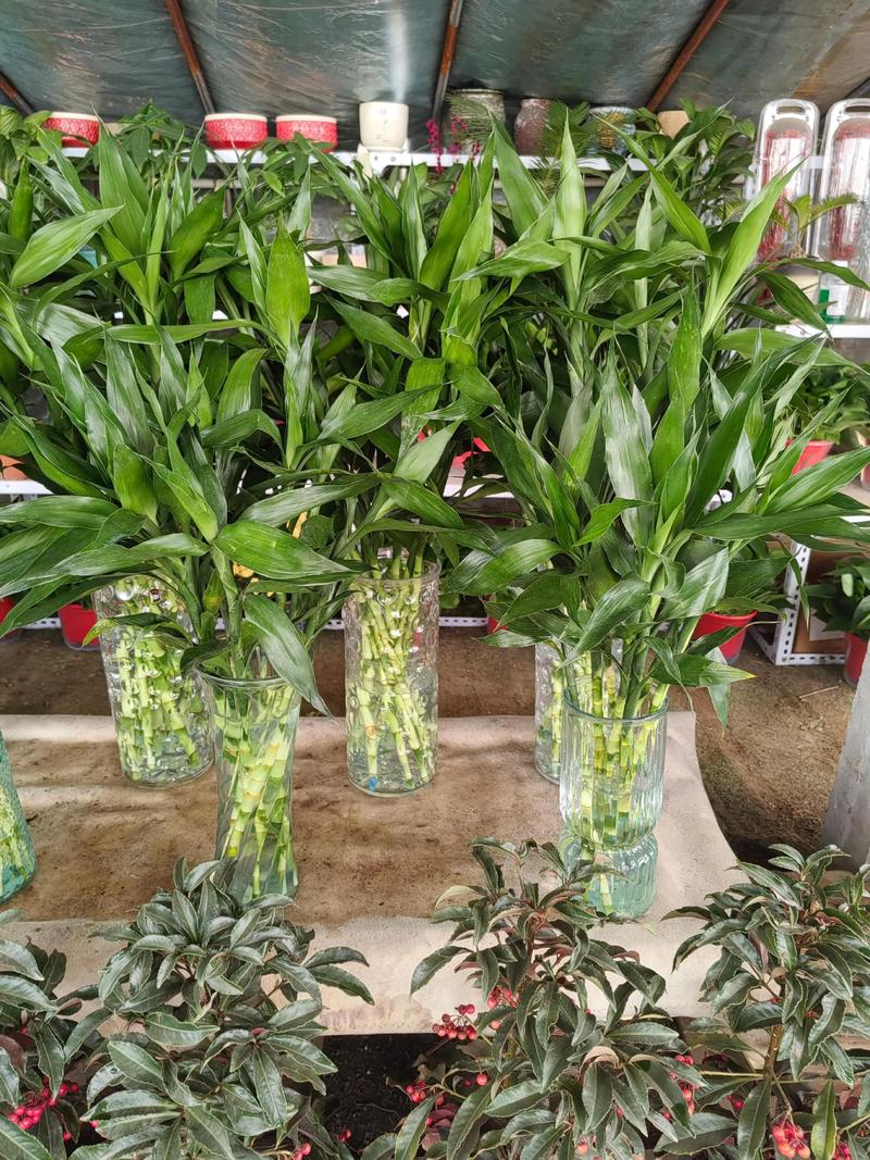 水培富贵竹总死？原因竟是这些？-第2张图片-吾爱花网