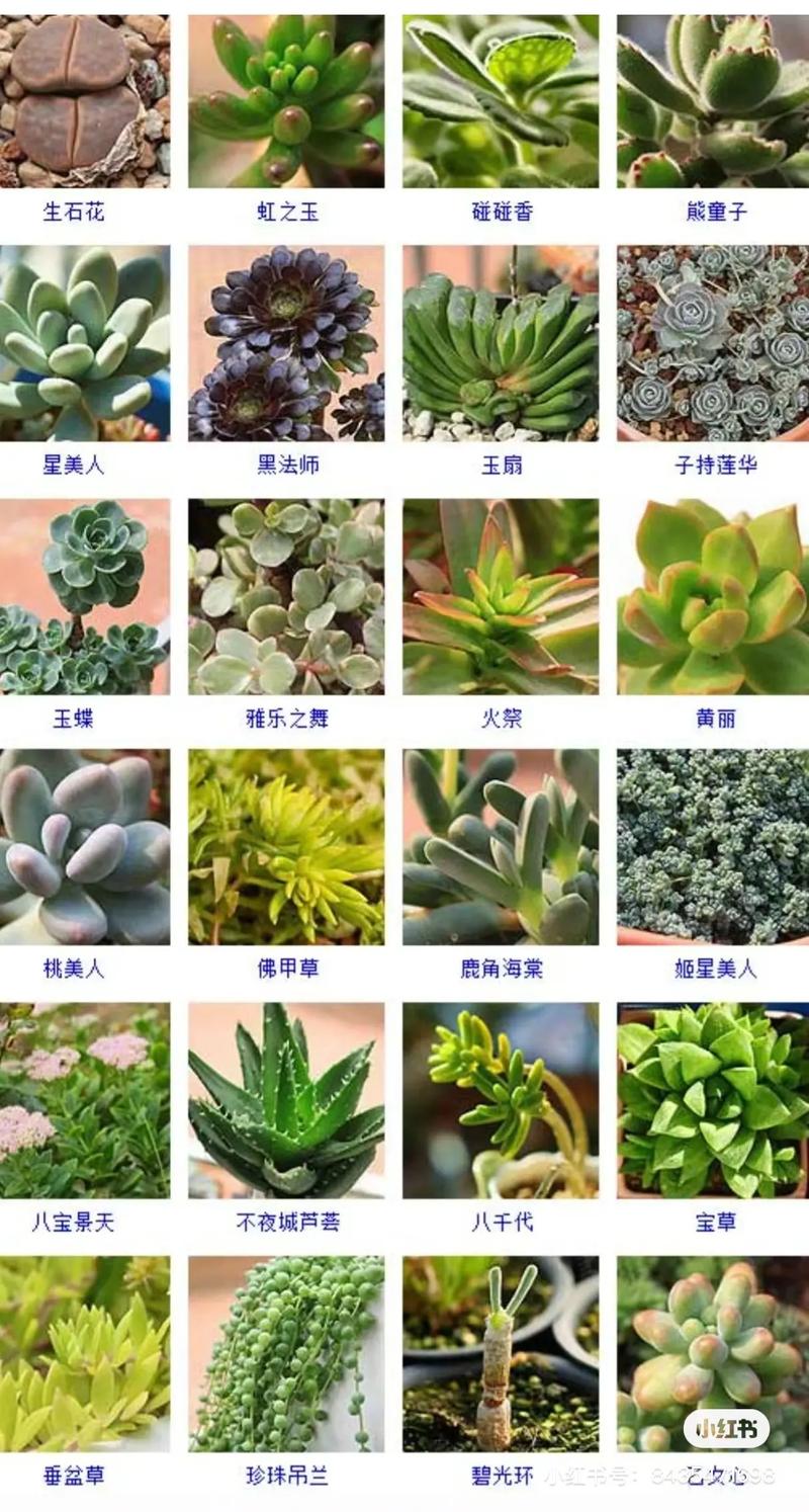 多肉名称以及图片欣赏-第1张图片-吾爱花网