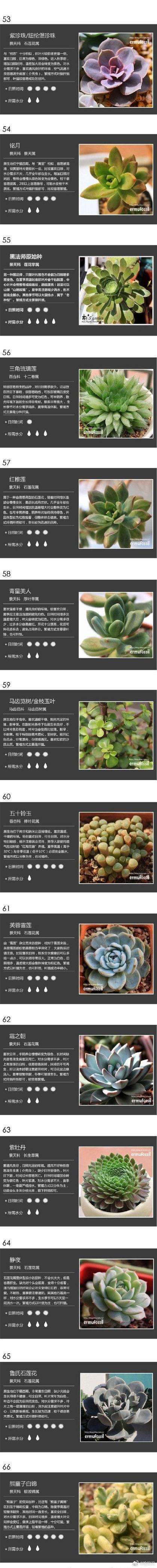 多肉名称以及图片欣赏-第3张图片-吾爱花网