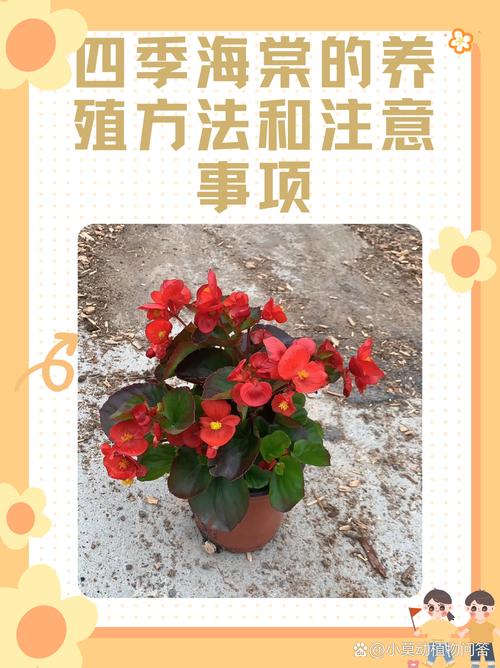 水培四季海棠怎样养殖-第1张图片-吾爱花网