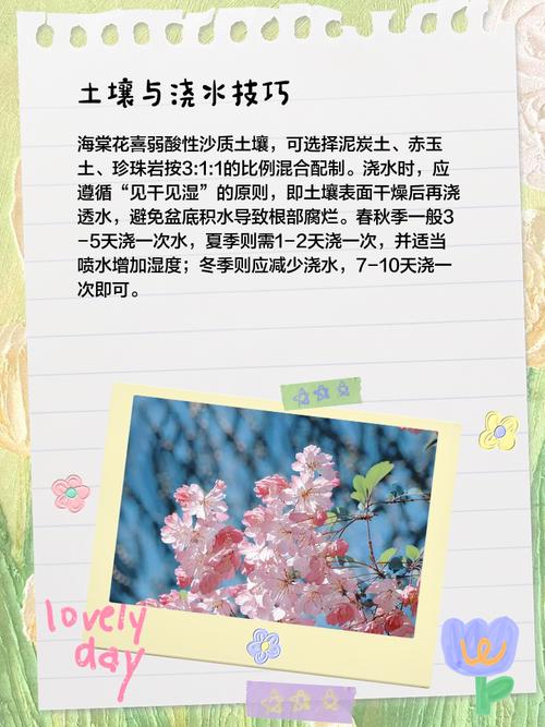 水培四季海棠怎样养殖-第2张图片-吾爱花网