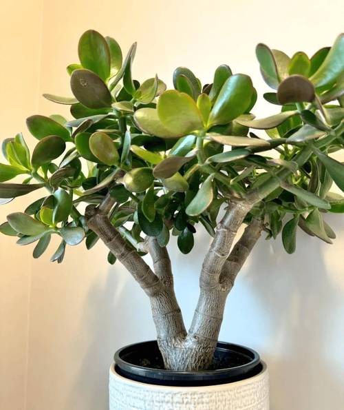 冬季耐寒好养盆栽有哪些？-第1张图片-吾爱花网