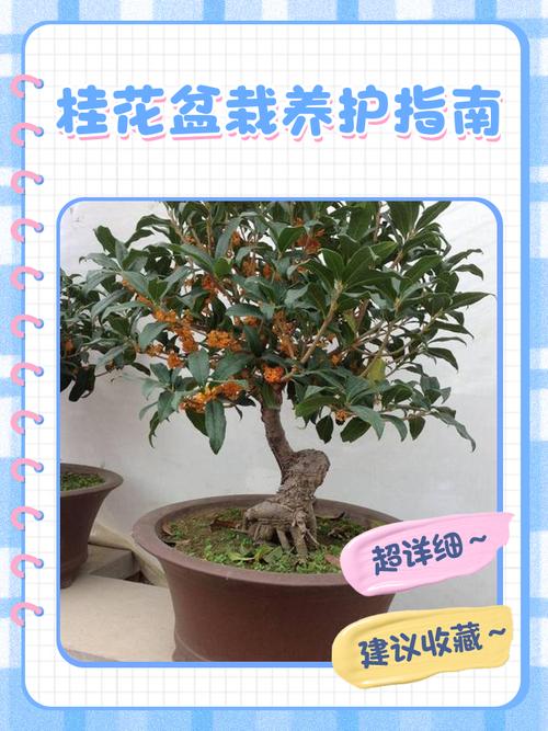 盆栽金桂冬季怎么养护才好？-第1张图片-吾爱花网