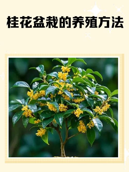 盆栽金桂冬季怎么养护才好？-第2张图片-吾爱花网