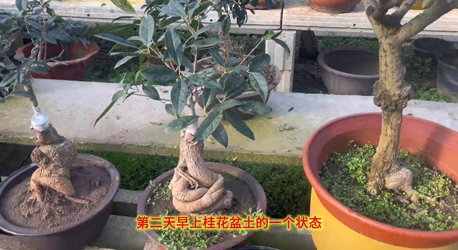 盆栽金桂冬季怎么养护才好？-第3张图片-吾爱花网